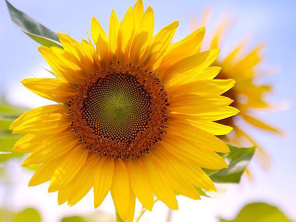 11..高油酸太阳花籽油 11..高油酸太阳花籽油