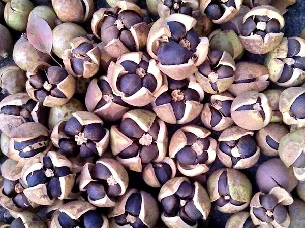 5.山茶籽油 5.山茶籽油