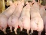 生长育肥猪料