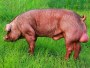 独特技术公猪料