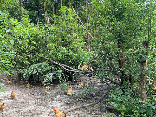 基地图片