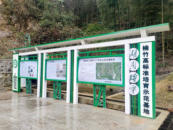 楠竹高标准培育示范基地