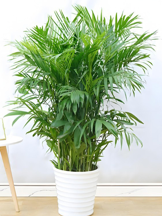 夏威夷椰子
