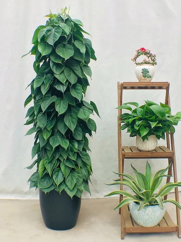 青苹果