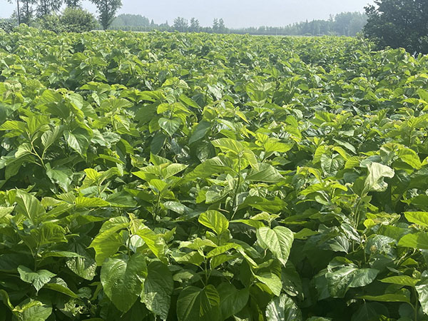 Mulberry Leaf Base 3