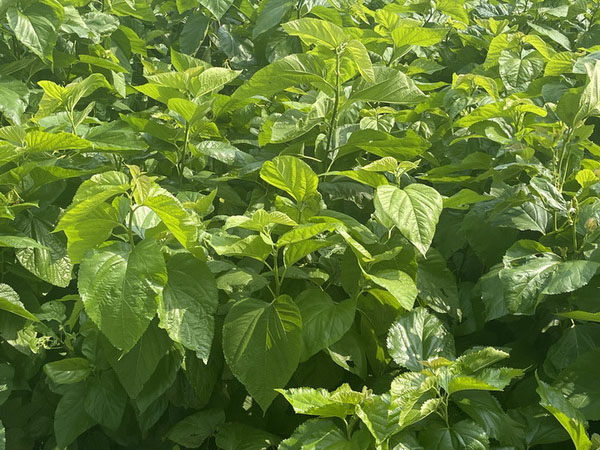 Mulberry Leaf Base 4