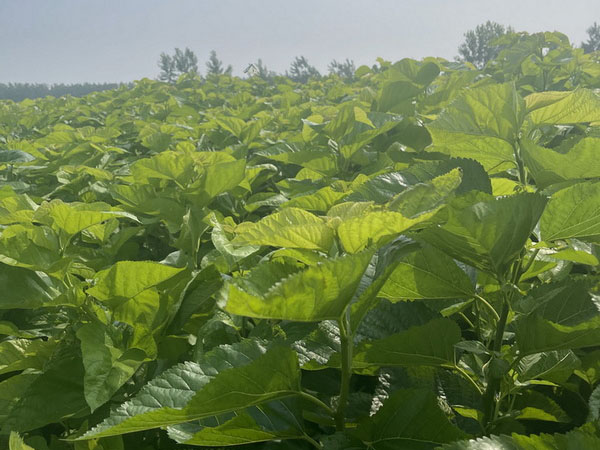 Mulberry Leaf Base 2