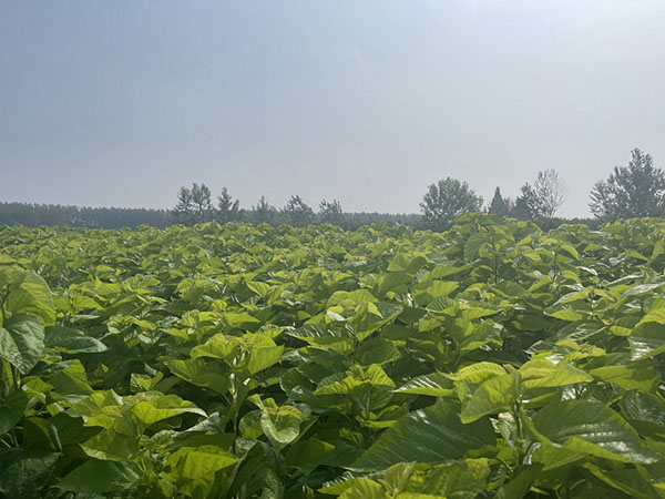 Mulberry Leaf Base 1