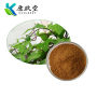 Ivy Leaf Extract