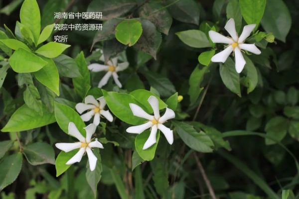 公司合作基地双新村：代表提建议 种下“黄金果” 铺平致富路