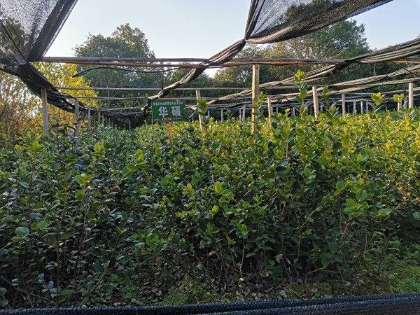 油茶苗虫害防治指南：科学应对，保障丰收