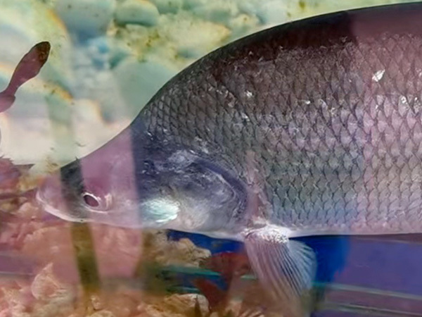 鸭嘴翘的养殖环境及喂养管理