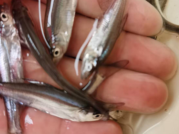 鲌类中的精品—鸭嘴翘