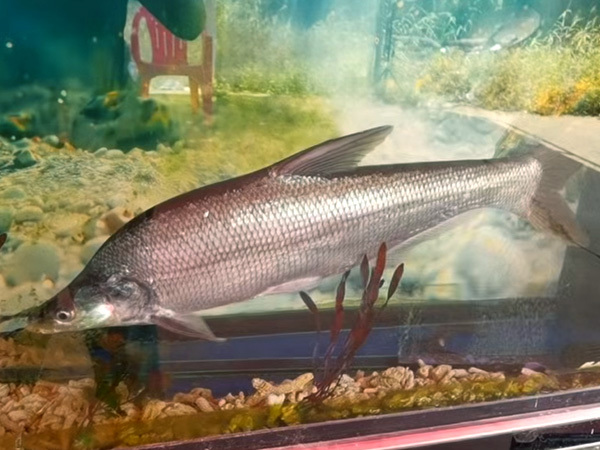 鸭嘴翘成鱼展示