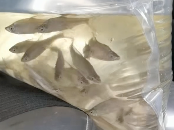 鱼苗打包2