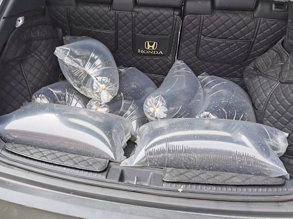 鱼苗装车