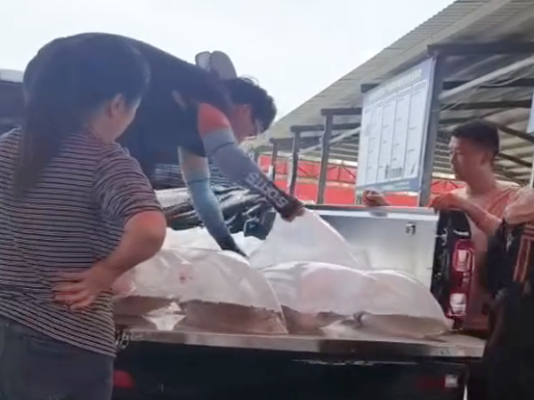 鱼苗装车