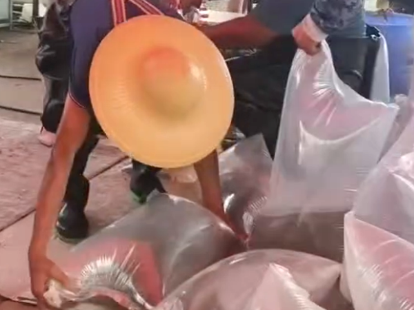 鱼苗搬运