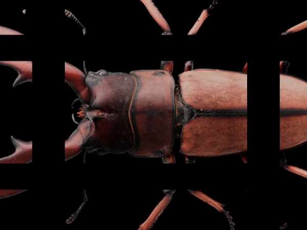 技术指南：利用长步道16K5μ线扫镜头捕捉细节——打造3亿像素照片