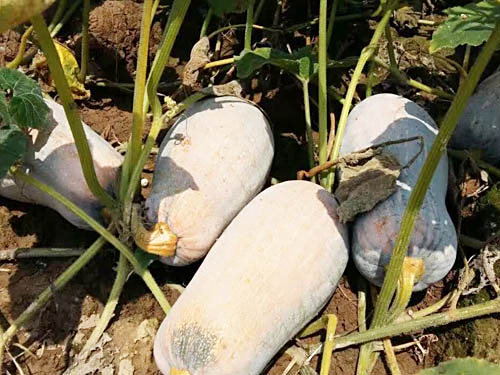 辣椒