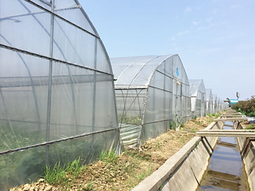 大棚蔬菜基地