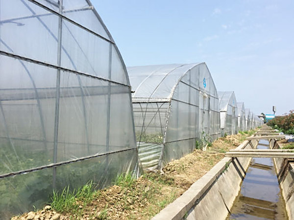 大棚蔬菜基地