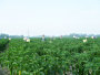 辣椒基地