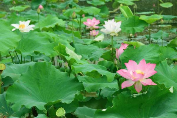 放飞自我、拥抱自然——我们与荷花的约会