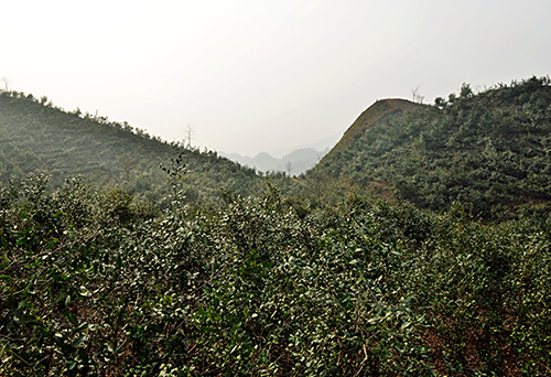 百尼茶庵基地 (1)