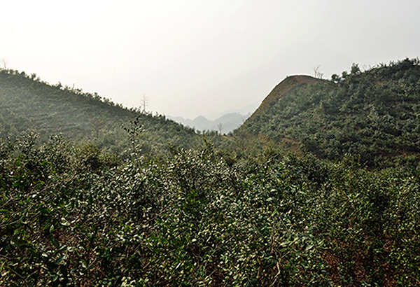 百尼茶庵基地 (1)