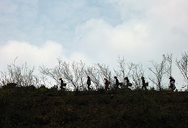 高山采茶