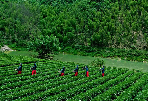 茶园基地