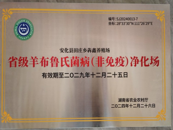 升级羊布鲁氏菌病（非免疫）净化场