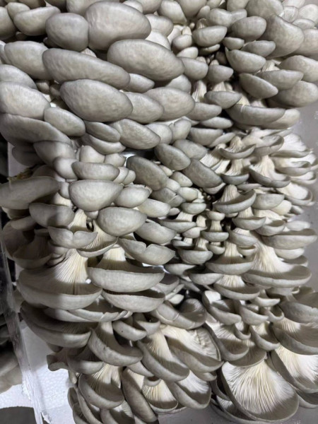 分析农产品配送哪家公司好，长沙有实力的一站式服务提供商