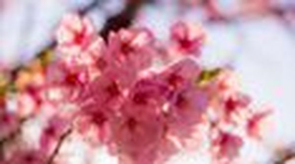 春天在晚安，与樱花有场约会