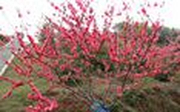 湖南家协踏青赏花联谊会活动安排