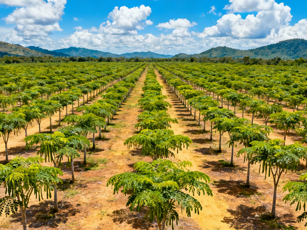 植物提取设施对原料供应重要性何在？茗荟底气溯源