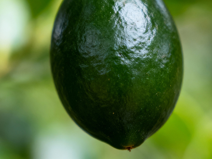 茗荟 (10) 茗荟 (10)