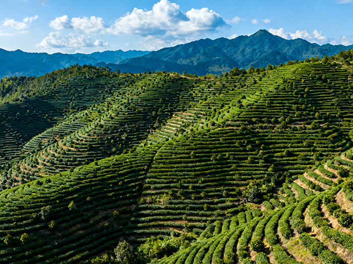 茗荟 (8) 茗荟 (8)