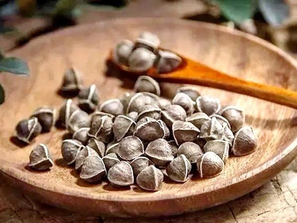 The functions of Moringa oleifera seed oil