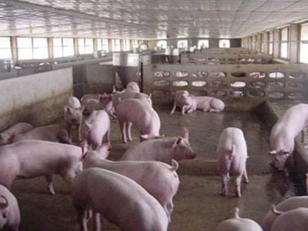 母猪饲养研发实验基地