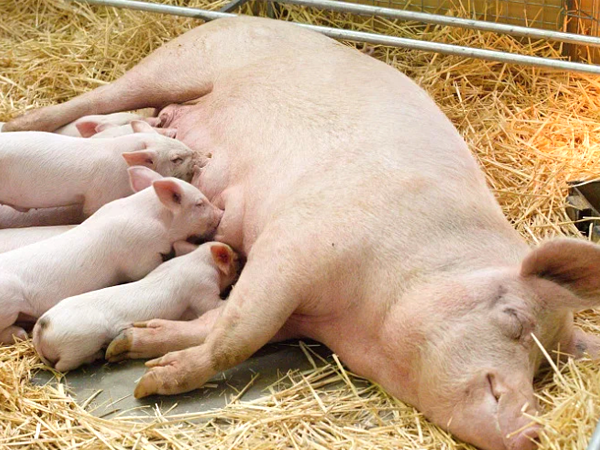 妊娠后期母猪攻胎新思维
