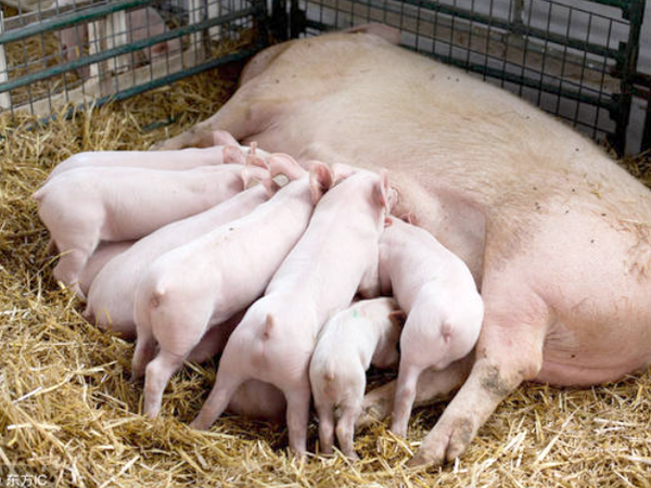 分析母猪产后的重点工作及出现异常情况的防治