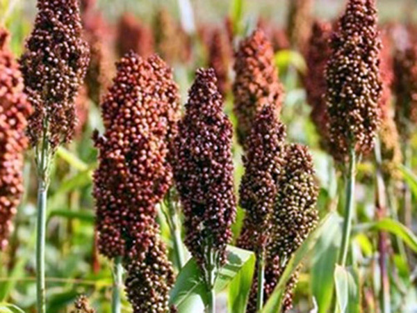 饲料中使用高粱大麦时应注意的加工工艺问题