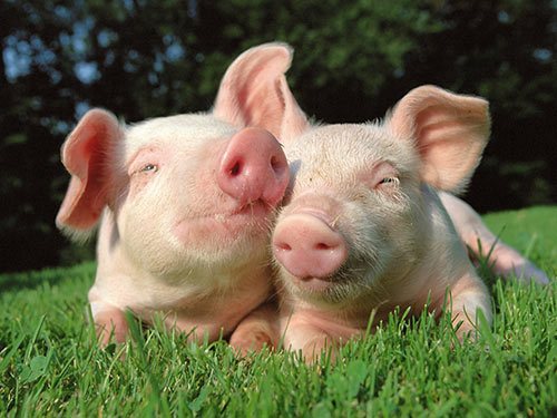 T98(乳仔猪专用)