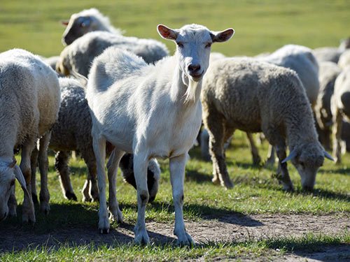 T92(反刍动物专用)