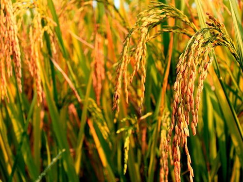 常规日粮复合酶