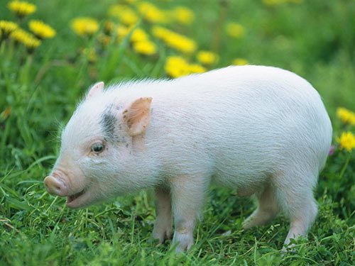 T99(生长猪专用)