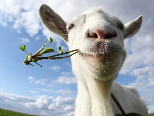 反刍动物专用酶