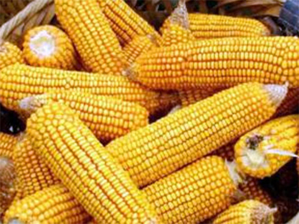 玉米上市调查：告别“国管”一年